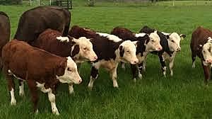 Clonacion de terneros