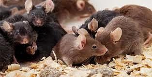 Clonacion de Ratones