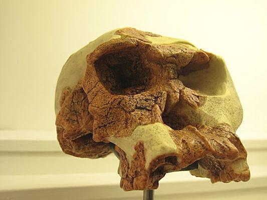 homo habilis