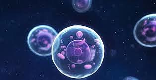 Clonacion Embrión Humano