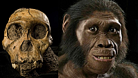 Australopithecus