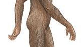 Timeline: LINEA DE TIEMPO SOBRE EL PROCESO DE HOMINIZACION