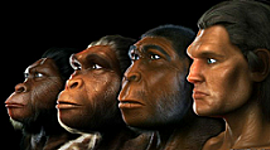 Timeline: Proceso de hominización