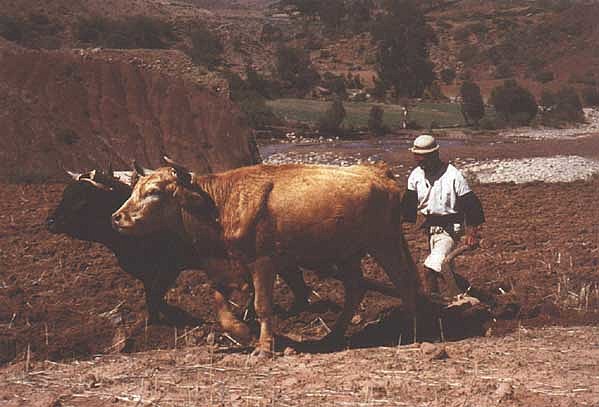 durante los últimos 10 mil años el ser humano dejo atrás sus modos salvajes de la juventud y hizo de la comida su pareja.y la domesticación de animales dando le entrada a los primeros modos de producción agrícola.
