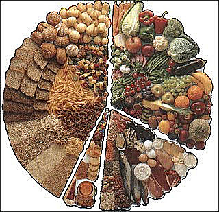 Alimentación del H.Sapiens