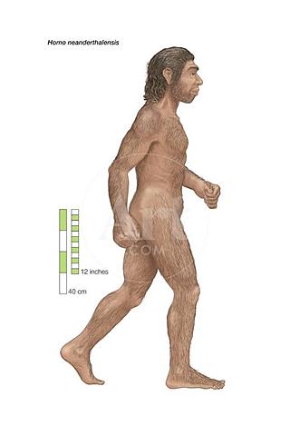 Homo Neanderthalensis