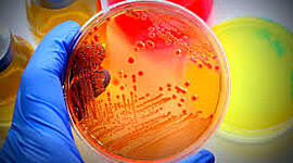 Timeline: Microbiologia- Francisco rojas