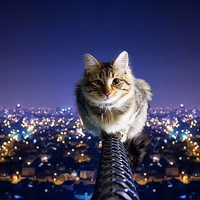 Timeline: CEREBRO OSCAR LUIS