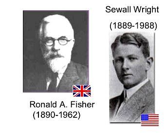 Fisher y Wright desarrollan la genética de poblaciones, expresando la teoría darwinista de la selección en modelos poblacionales.