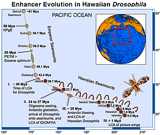 Estudios de ADN mitocondrial sugieren el origen de la especie humana moderna.
