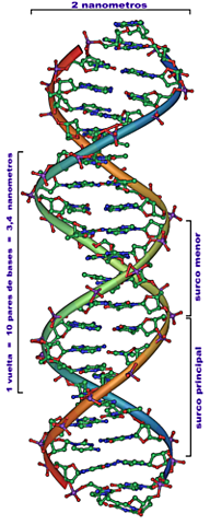 Se consolida la idea del reloj molecular