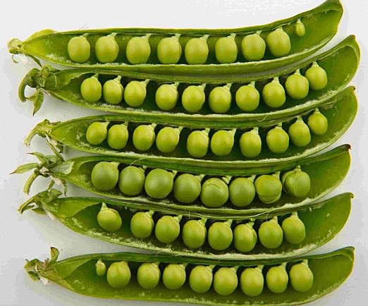 inicio de la genética de poblaciones