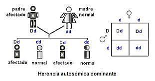 Modelo mendeliano fue ampliamente aceptado