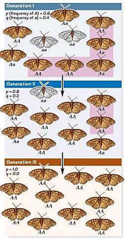 R. A. Fi­sher y J. B. S. Hal­da­ne de­sa­rro­lla­ron mo­de­los pa­ra pre­de­cir el des­ti­no de ale­los mu­tan­tes su­je­tos a se­lec­ción.