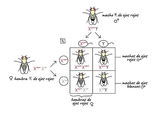 Thomas Hunt Morgan (el señor de las moscas)(1866-1949)