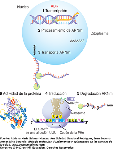 La regulación de la expresión genética