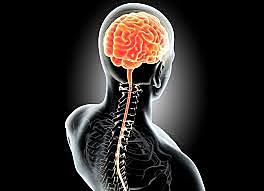 SISTEMA NERVIOSO CENTRAL