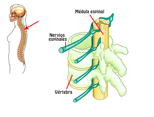 Desarrolo de la medula espinal