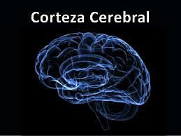 CORTEZA CEREBRAL