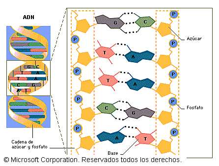 Se publica la serie del genoma humano