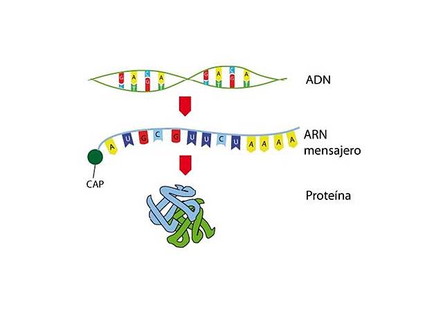 Sidney Brenner, François Jacob y Meselson (1961)
