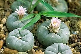 PEYOTE