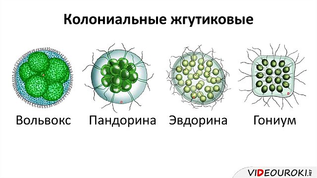 Палеозойская эра