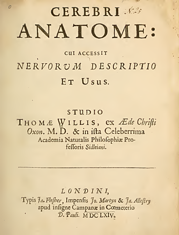 Cerebri Anatome