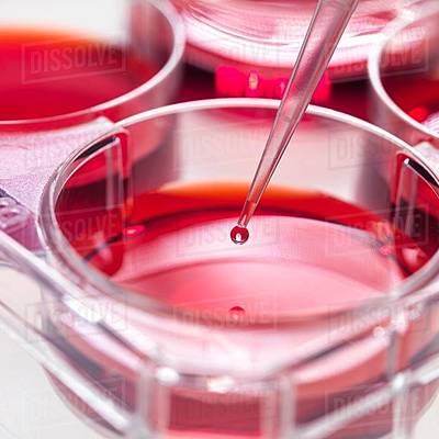 Timeline: Historia del cultivo celular