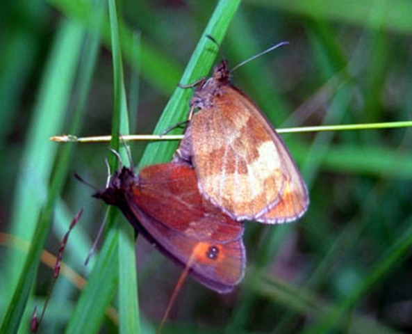 Butterflies Mating