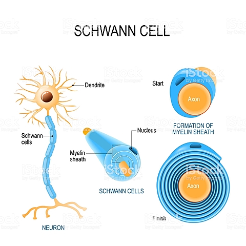 Theordor Schwann anatomista fisiólogo prusiano define a las células que forman las vainas de mielina en el sistema nervioso periférico (células de Schwann)