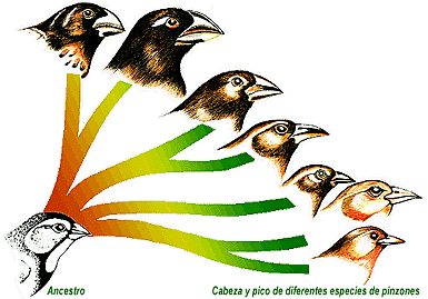 Charles Darwin naturalista ingles publica El Origen de las Especies