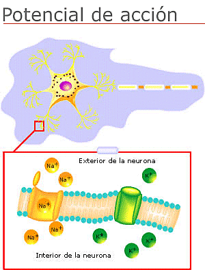 Edgar Douglas Adrian fisiólogo britanico ideó métodos para registrar los potenciales de acción
