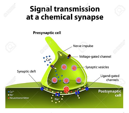Henry Hallett Dale fisiólogo ingles y Otto Loewi fisiólogo alemán reciben el Premio Nobel por sus trabajos sobre la transmisión química entre las neuronas y aíslan la aceticolina en la unión nervio-músculo