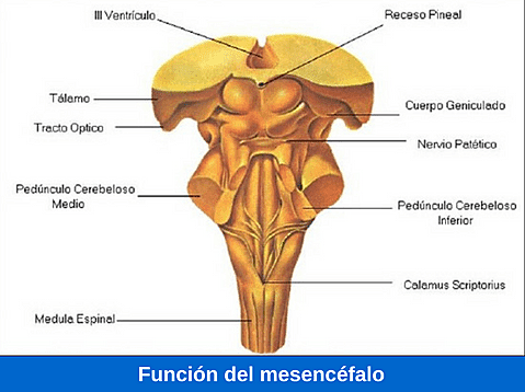 Walter Rudolph Hess fisiólogo suizo recibe el Premio Nobel estimulando el mesencéfalo es capaz de modificar respuestas autónomas como la respiración o la circulación
