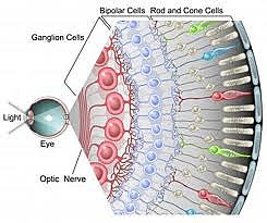 Stephen Kuffler neurofisiologo húngaro estadounidense publica sus trabajos sobre la organización centro-periferia y on-off