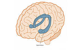 Brenda Milner neuropsicologa canadiense publica el caso del paciente HM