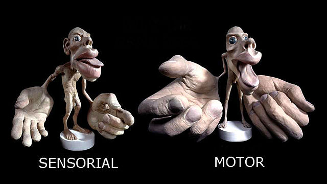 Wilder Penfield  neurocirujano estadounidense y T. Rasmussen crean el famoso homúnculo sensorial y motor