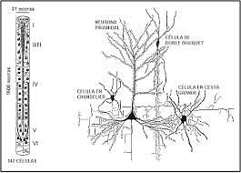 Vernon Benjamin Mountcastle neurólogo estadounidense Define las columnas corticales