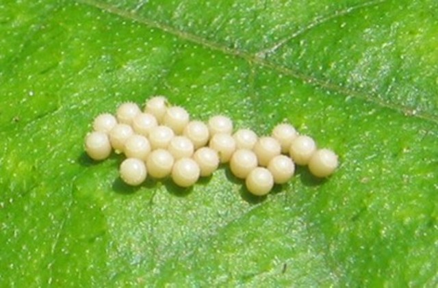 Butterfly eggs