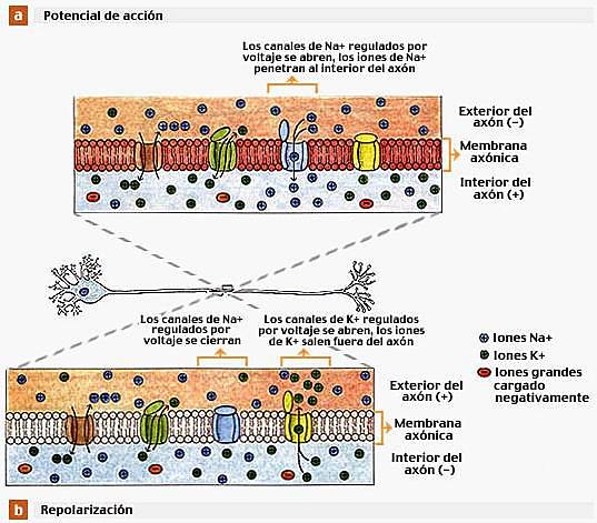 John Carew Eccles neurofisiologo australiano  Alan Lloyd Hodgkin fisiólogo británico y Andrew Fielding Huxley reciben el Premio Nobel por sus trabajos sobre los mecanismos de la membrana celular