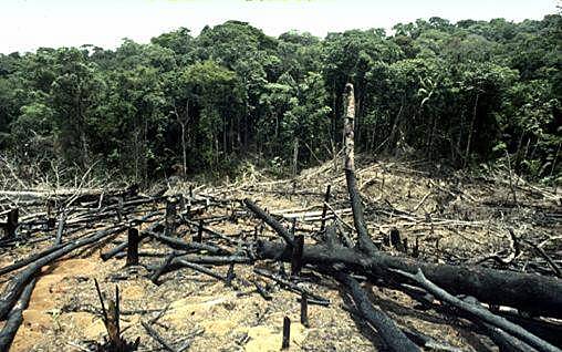 Preocupación ambiental desde los 60’s