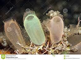 El surgimiento de la primera agrupación neuronal.