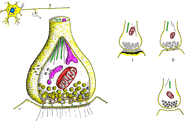 Julius Axelrod bioquímico estadounidense y Bernard Katz biofísico británico y Ulf Svante von Euler comparten el Premio Nobel por sus trabajos sobre los neurotransmisores