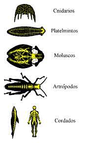 La aparición de al menos dos tipos de organización nerviosa.