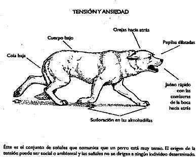 Konrad Z. Lorenz medico austriaco Nikolaas Tinbergen y Karl von Frisch obtienen el Premio Nobel por sus trabajos sobre la etología