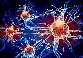 Timothy Bliss neurocientifico británico y Terje Lomo fisiólogo noruego describen la potenciación a largo plazo LTP