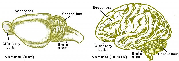 Hemisferios cerebrales