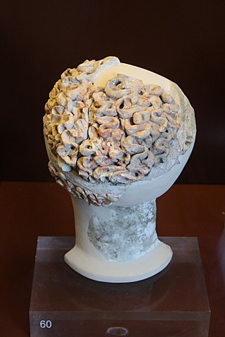 Estudios del cerebro Humano