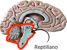 Cerebro reptiliano